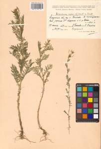 Descurainia sophia (L.) Webb ex Prantl, Siberia, Russian Far East (S6) (Russia)