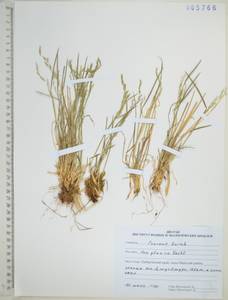 Poa glauca Vahl, Siberia, Russian Far East (S6) (Russia)