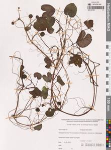 Caltha natans Pall., Siberia, Chukotka & Kamchatka (S7) (Russia)