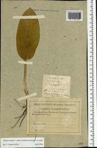 Allium ursinum L., Eastern Europe, Central region (E4) (Russia)