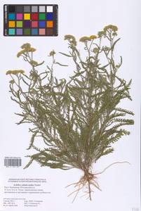 Achillea ×submicrantha Tzvelev, Eastern Europe, Lower Volga region (E9) (Russia)