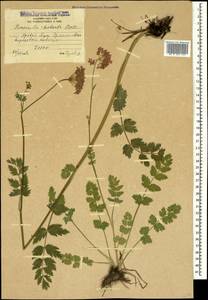 Pimpinella rhodantha Boiss., Caucasus, South Ossetia (K4b) (South Ossetia)