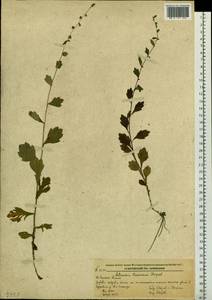 Artemisia keiskeana Miq., Siberia, Russian Far East (S6) (Russia)