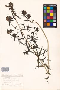 MHA 0 162 063, Rhinanthus serotinus var. vernalis (N. W. Zinger) Janch., Eastern Europe, Estonia (E2c) (Estonia)