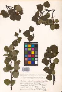 Betula pubescens var. pubescens, Eastern Europe, Northern region (E1) (Russia)