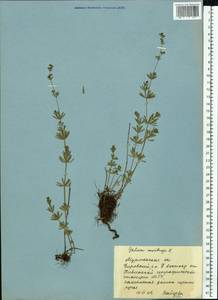 Galium mollugo L., Eastern Europe, Northern region (E1) (Russia)
