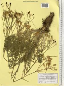 Prangos odontalgica (Pall.) Herrnst. & Heyn, Eastern Europe, Lower Volga region (E9) (Russia)