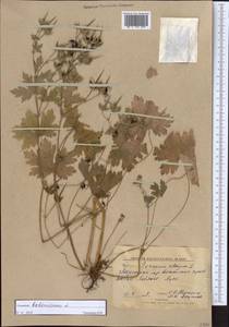 Geranium bohemicum L., Siberia, Altai & Sayany Mountains (S2) (Russia)