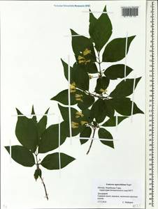 Lonicera ruprechtiana Regel, Eastern Europe, Moscow region (E4a) (Russia)