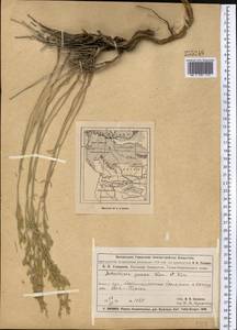 Artemisia juncea Kar. & Kir., Middle Asia, Muyunkumy, Balkhash & Betpak-Dala (M9) (Kazakhstan)