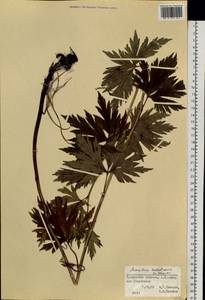 Aconitum sachalinense F. Schmidt, Siberia, Russian Far East (S6) (Russia)