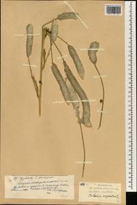Celosia argentea L., South Asia, South Asia (Asia outside ex-Soviet states and Mongolia) (ASIA) (China)