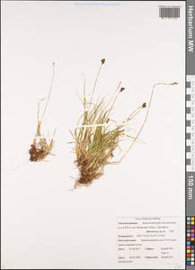Carex lachenalii Schkuhr , nom. cons., Siberia, Chukotka & Kamchatka (S7) (Russia)