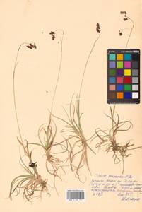 Carex fuliginosa Schkuhr, Siberia, Russian Far East (S6) (Russia)