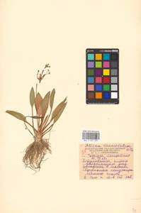 Alisma lanceolatum With., Eastern Europe, Lower Volga region (E9) (Russia)