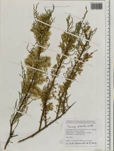 Tamarix gracilis Willd., Eastern Europe, Lower Volga region (E9) (Russia)