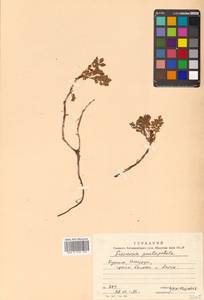 Geum pentapetalum (L.) Makino, Siberia, Russian Far East (S6) (Russia)