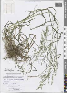 Poa trivialis L., Caucasus, Black Sea Shore (from Novorossiysk to Adler) (K3) (Russia)