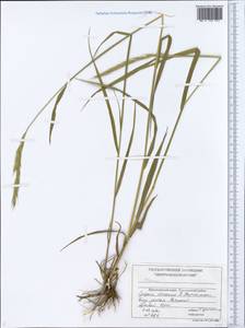 Elymus, Siberia, Central Siberia (S3) (Russia)