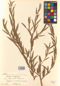 Salix songarica Andersson, Middle Asia, Muyunkumy, Balkhash & Betpak-Dala (M9) (Kazakhstan)