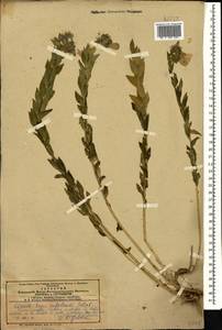 Linum hypericifolium Salisb., Caucasus, Azerbaijan (K6) (Azerbaijan)