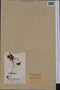 Oxalis corniculata L., Western Europe (EUR) (Germany)