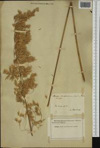 Ampelodesmos mauritanicus (Poir.) T.Durand & Schinz, Western Europe (EUR) (Italy)