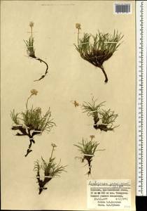 Arctogeron gramineum (L.) DC., Mongolia (MONG) (Mongolia)