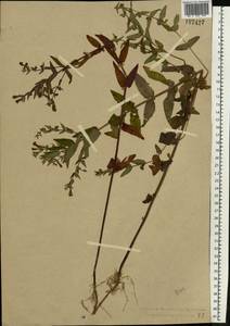 Scutellaria galericulata L., Eastern Europe, Central forest region (E5) (Russia)