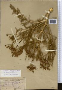 Schrenkia golickeana (Regel & Schmalh.) B. Fedtsch., Middle Asia, Western Tian Shan & Karatau (M3) (Kazakhstan)