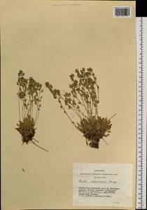 Draba ochroleuca Bunge, Siberia, Altai & Sayany Mountains (S2) (Russia)