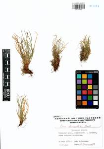 Carex lanceolata Boott, Siberia, Baikal & Transbaikal region (S4) (Russia)