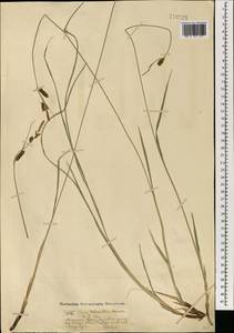 Carex schmidtii Meinsh., Mongolia (MONG) (Mongolia)
