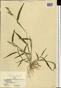 Echinochloa crus-galli (L.) P.Beauv., Eastern Europe, Central region (E4) (Russia)