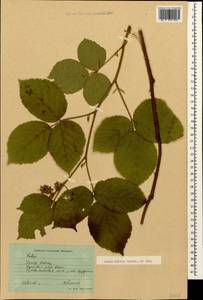 Rubus hirtus Waldst. & Kit., Caucasus, Krasnodar Krai & Adygea (K1a) (Russia)