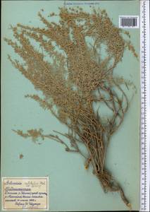 Artemisia rutifolia Steph. ex Spreng., Middle Asia, Pamir & Pamiro-Alai (M2) (Tajikistan)