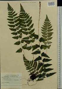 Dryopteris cristata (L.) A. Gray, Eastern Europe, West Ukrainian region (E13) (Ukraine)
