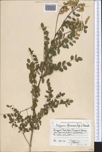 Hedysarum flavescens Regel & Schmalh., Middle Asia, Western Tian Shan & Karatau (M3) (Kyrgyzstan)