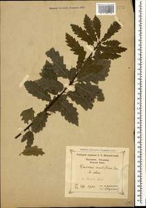 Quercus petraea subsp. polycarpa (Schur) Soó, Caucasus, Black Sea Shore (from Novorossiysk to Adler) (K3) (Russia)