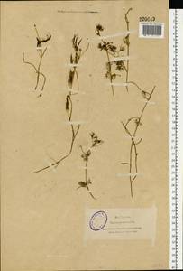 Ranunculus peltatus subsp. peltatus, Eastern Europe, North-Western region (E2) (Russia)