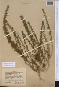Dysphania botrys (L.) Mosyakin & Clemants, Middle Asia, Western Tian Shan & Karatau (M3) (Uzbekistan)