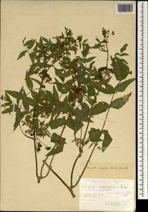 Berula erecta (Huds.) Coville, South Asia, South Asia (Asia outside ex-Soviet states and Mongolia) (ASIA) (Turkey)