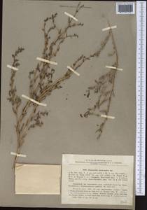 Suaeda aralocaspica (Bunge) Freitag & Schütze, Middle Asia, Caspian Ustyurt & Northern Aralia (M8) (Kazakhstan)