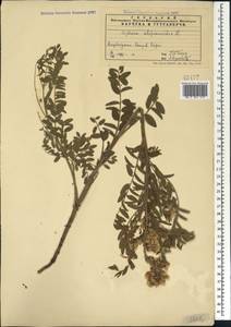 Sophora alopecuroides L., Caucasus, Azerbaijan (K6) (Azerbaijan)