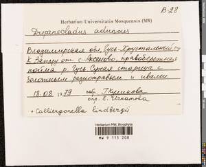 Drepanocladus aduncus (Hedw.) Warnst., Bryophytes, Bryophytes - Middle Russia (B6) (Russia)