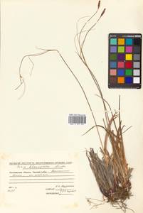 Carex stenantha var. taisetsuensis Akiyama, Siberia, Chukotka & Kamchatka (S7) (Russia)