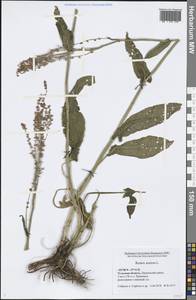 Rumex acetosa L., Eastern Europe, Central region (E4) (Russia)