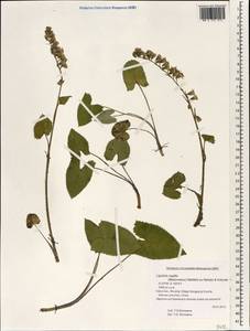 Ligularia sagitta (Maxim.) Mattf. ex Rehder & Kobuski, South Asia, South Asia (Asia outside ex-Soviet states and Mongolia) (ASIA) (China)