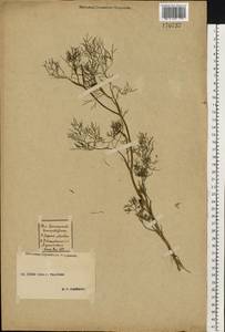 Anethum graveolens L., Eastern Europe, Central forest-and-steppe region (E6) (Russia)