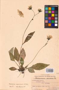 Hieracium nigrescens Willd., Eastern Europe, West Ukrainian region (E13) (Ukraine)